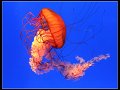 39 - Pacific sea nettle - MAGOR BRIAN - england